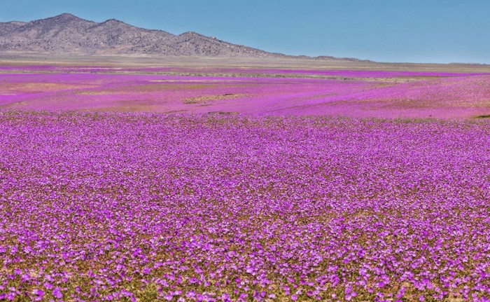 Gurun Atacama