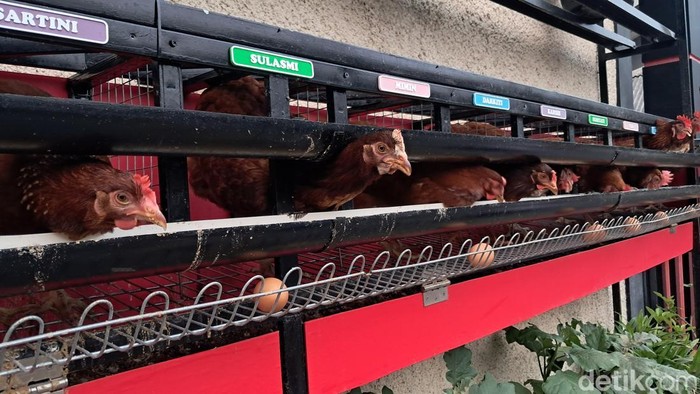 Tren Piara Ayam Petelur
