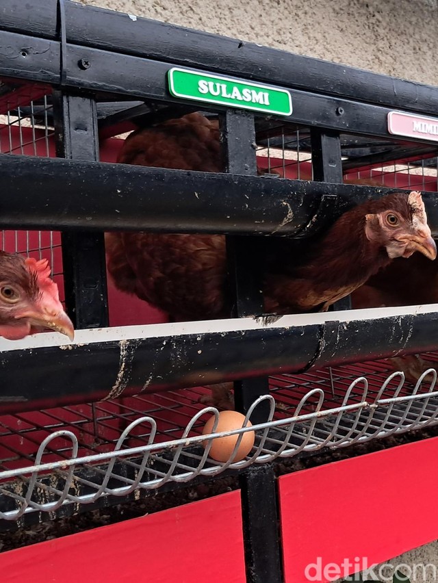 Tren Piara Ayam Petelur