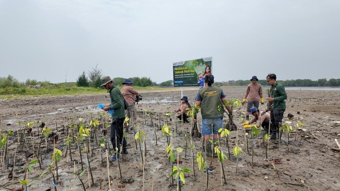 Lahan Mati Jadi Sawah