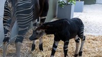 Okapi Pertama di Asia Tenggara Lahir di Singapura, Warganet Diajak Beri Nama