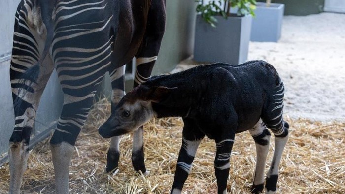 Okapi di Rainforest Wild Adventure, Singapura