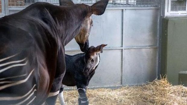 Okapi Pertama di Asia Tenggara Lahir di Singapura, Warganet Diajak Beri ...