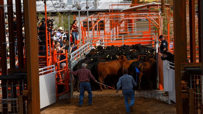 Livestock remain in pens before being exported to the United States through the Jeronimo-Santa Teresa border crossing at the Chihuahua Regional Livestock Union facility outside Ciudad Juarez, Mexico, after the U.S. Department of Agriculture (USDA) authorized the resumption of Mexican cattle imports through the crossing following a year-long suspension aimed at preventing the spread of New World screwworm, September 24, 2026. REUTERS/Jose Luis Gonzalez