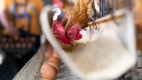 Mau Piara Ayam Petelur di Rumah? FOMO Aja Nggak Cukup, Ini yang Penting Disiapkan