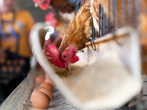 Ayam Tampak Sehat Tak Jaminan Bebas Penyakit, Ini Saran Pakar soal Ancaman Flu