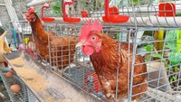 Pelihara Ayam Petelur di Rumah, Benarkah Bisa Lebih Hemat? Begini Hitung-hitungannya