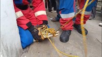 3 Tahun Dirawat, Buaya 2,5 Meter Akhirnya Dievakuasi, Pemiliknya Sampai Pingsan