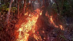 Lahan di Lebak Tumpang Kota Kediri Terbakar, Api dari Pembakaran Sampah