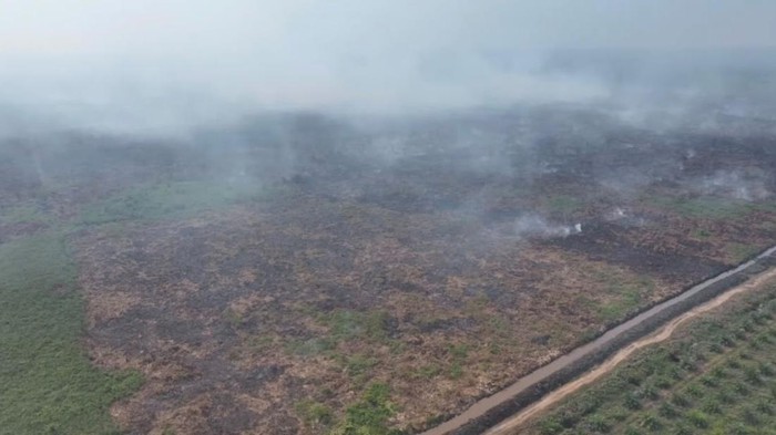Kebakaran hutan gambut di Taman Nasional Berbak dan Sembilang (TNBS), Jambi