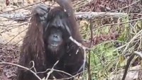 Kebakaran Hutan Kepung Kobar, 180 Orang Utan Terancam Kehilangan Rumah