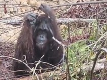 Kebakaran Hutan Kepung Kobar, 180 Orang Utan Terancam Kehilangan Rumah