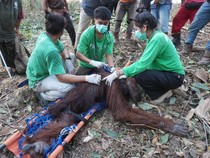Dua Orang Utan Jantan Ditemukan Keluar Hutan di Kaltim, Satu Malnutrisi Berat
