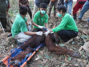 Dua Orang Utan Jantan Ditemukan Keluar Hutan di Kaltim, Satu Malnutrisi Berat