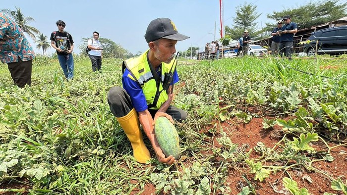 Panen semangka di lahan bogor