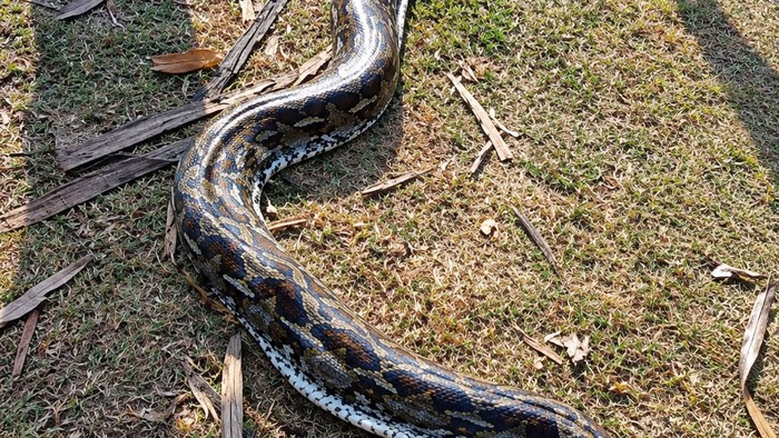 Seekor ular piton 5 meter kepergok memangsa babi di Muna, Sultra. Warga menebasnya hingga mati setelah ular kembali ke lokasi.