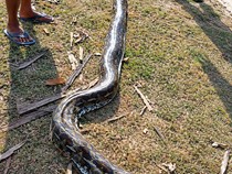 Ular Piton 5 Meter Dibunuh Warga Saat Mangsa Babi di Muna