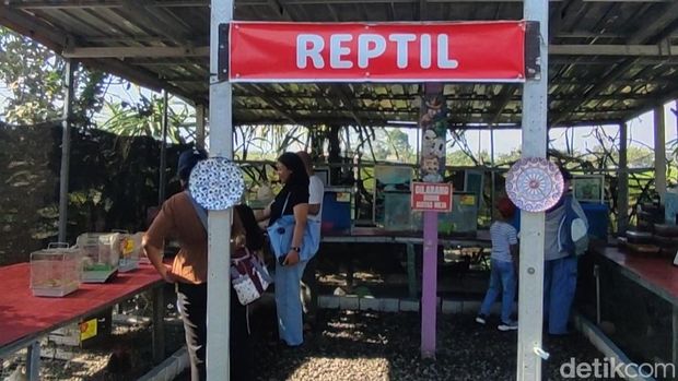 Suasana agrowisata-edukasi Tupai Emas di Subak Uma Palak Sembung, Peguyangan, Denpasar Utarai, Sabtu (26/9/2026). Suasana agrowisata-edukasi Tupai Emas di Subak Uma Palak Sembung, Peguyangan, Denpasar Utarai, Sabtu (26/9/2026).
