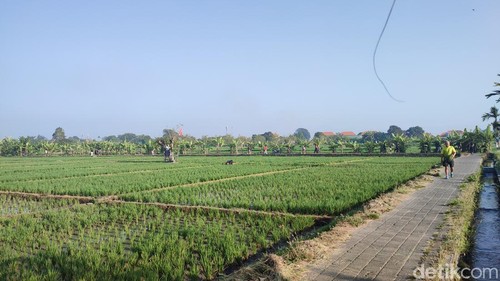 Suasana pagi di Subak Sembung, Peguyangan, Denpasar Utara, Kota Denpasar pada Sabtu (26/9/2026). (Ahmad Firizqi Irwan/detikBali).