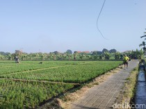 Asyiknya Weekend di Subak Sembung Denpasar, Lari Pagi dengan Latar Sawah