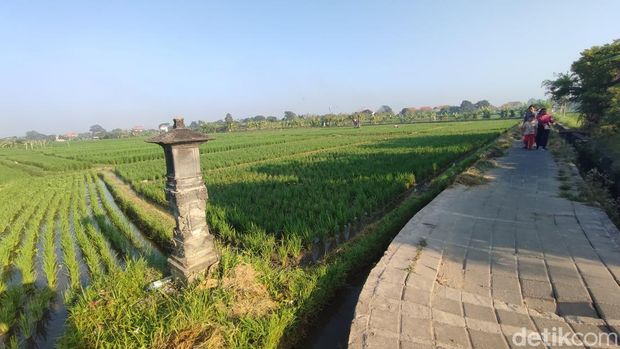 Suasana pagi di Subak Sembung, Peguyangan, Denpasar Utara, Kota Denpasar pada Sabtu (26/9/2026). (Ahmad Firizqi Irwan/detikBali). Suasana pagi di Subak Sembung, Peguyangan, Denpasar Utara, Kota Denpasar pada Sabtu (26/9/2026). (Ahmad Firizqi Irwan/detikBali).