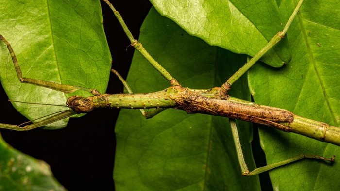 A representative of Anchiale: A. mabiensis sp. nov. female, in situ (photo by Angus J. Emmott).
