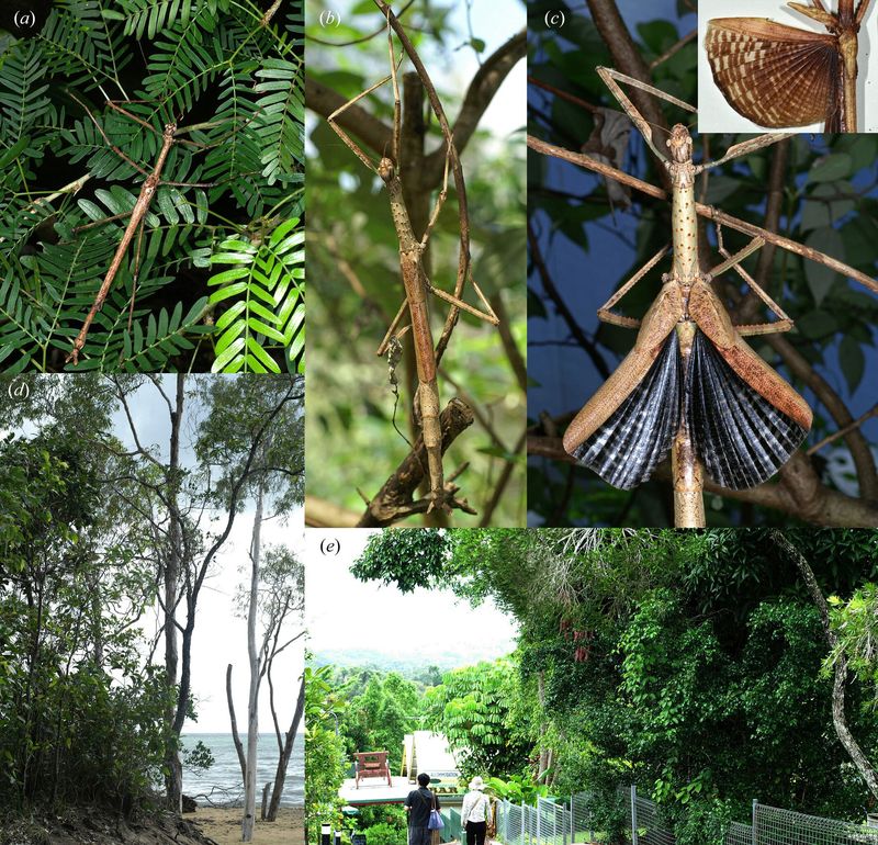 Anchiale robusta sp. nov. in situ. (a) Male. (b) Female. (c) Female defence display, inset: wings of preserved paratype female. (d) Coastal habitat, Bramston Beach, Qld. (e) Garden habitat, Kuranda, Qld (all photos by PDB).