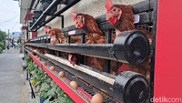 Biar Telurnya Sehat-Berkualitas, Ini Tips Buat Piara Ayam di Rumah