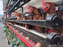Biar Telurnya Sehat-Berkualitas, Ini Tips Buat Piara Ayam di Rumah