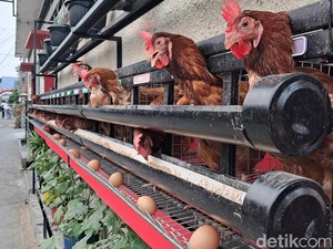 Biar Telurnya Sehat-Berkualitas, Ini Tips Buat Piara Ayam di Rumah