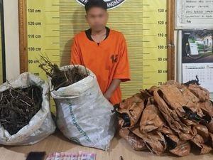 Video Bawa 20 Kg Ganja, Pria di Padangsidimpuan Nekat Gigit Polisi Demi Kabur