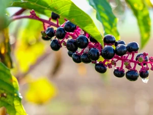 Cantik tapi Mematikan, 5 Buah Ini Ternyata Paling Beracun di Dunia!
