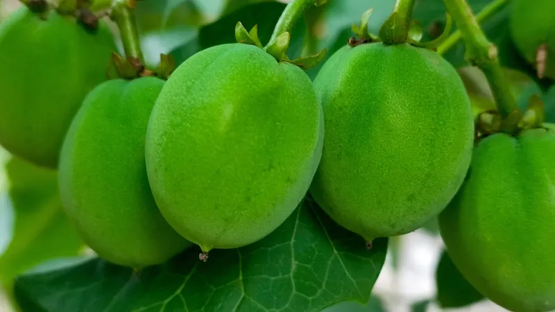 Buah beracun