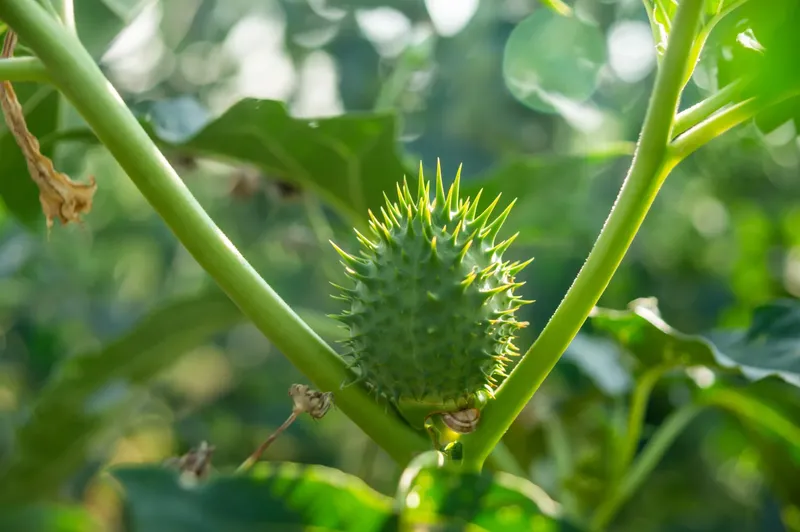 Buah beracun