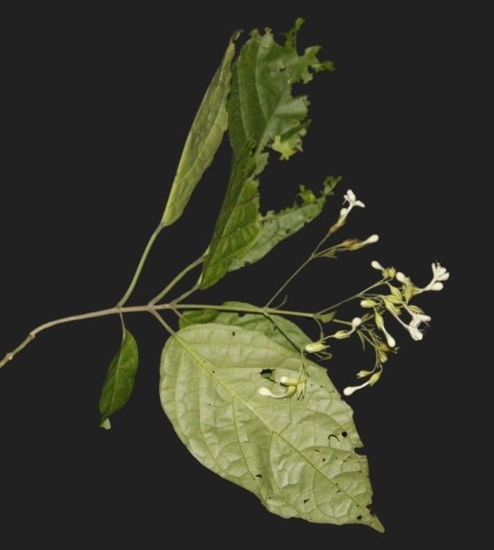 Clerodendrum ismaili H.Sant. & Sudarmono di Taman Nasional Bromo Tengger Semeru.
