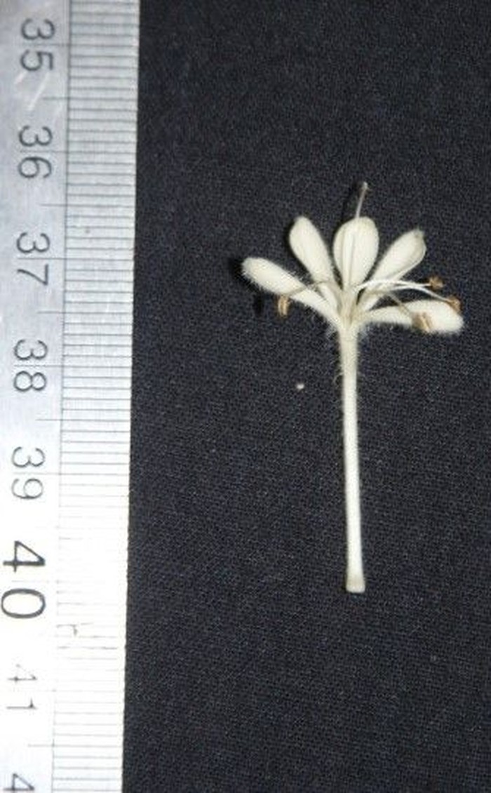 Clerodendrum ismaili H.Sant. & Sudarmono di Taman Nasional Bromo Tengger Semeru.