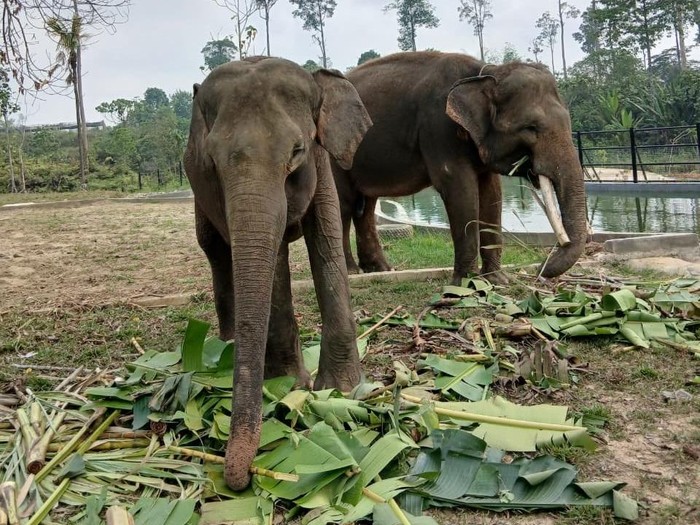 Gajah Deo dan Sinta di Tabang Zoo, Kukar, Kaltim (dok BKSDA Kaltim) Gajah Deo dan Sinta di Tabang Zoo, Kukar, Kaltim (dok BKSDA Kaltim)