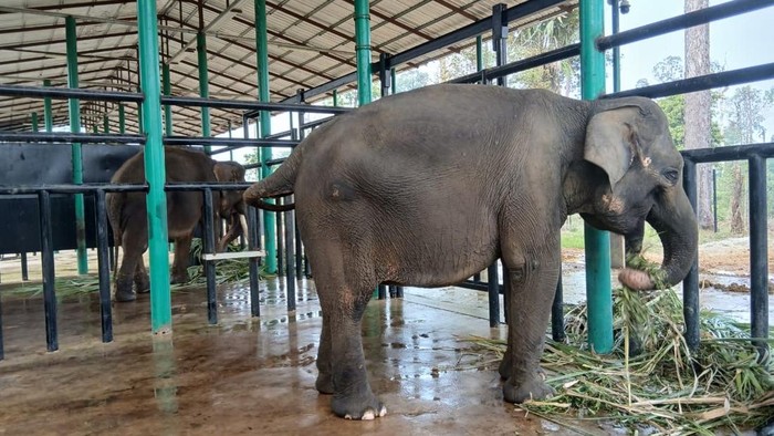 Gajah Deo dan Sinta di Tabang Zoo, Kukar, Kaltim (dok BKSDA Kaltim)