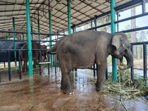 Gajah Sinta-Deo Sulit Dilepasliarkan, Anaknya Kelak Bisa Kembali ke Alam