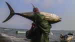 Tuna Sirip Kuning Tangkapan Nelayan Ternate Dikirim ke Jepang dan Amerika