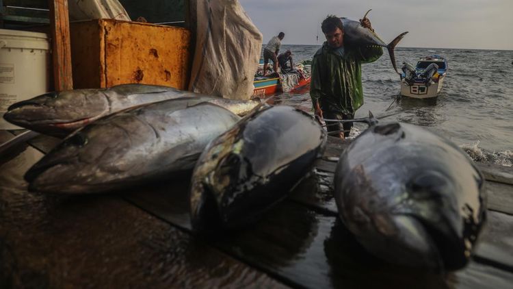 Tuna Sirip Kuning Tangkapan Nelayan Ternate Dikirim ke Jepang dan Amerika