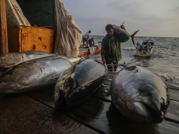 Tuna Sirip Kuning Tangkapan Nelayan Ternate Dikirim ke Jepang dan Amerika