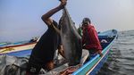 Tuna Sirip Kuning Tangkapan Nelayan Ternate Dikirim ke Jepang dan Amerika