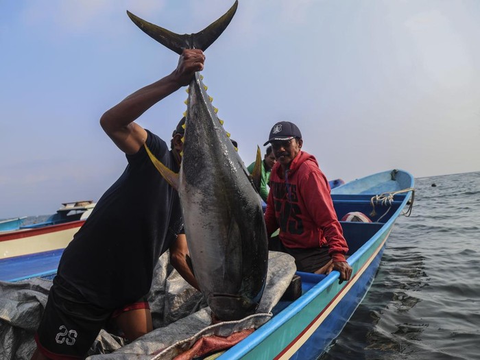 Nelayan memangul ikan tuna sirip kuning kualitas ekspor hasil tangkapannya di Kelurahan Jambula, Ternate, Maluku Utara, Minggu (27/9/2026). Menurut kelompok nelayan kecil di daerah itu dalam sehari mereka mampu menangkap 35-70 ekor tuna sirip kuning dengan jarak tempuh melaut sekitar 30 mil yang dijual dengan harga Rp51.000-Rp61.000 per kilogram untuk diekspor ke Jepang dan Amerika. ANTARAFOTO/Andri Saputra/sgd