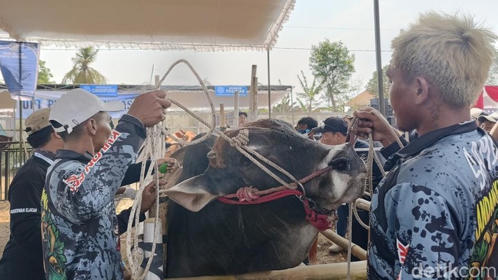 Kontes sapi di Kawasan Wonorejo Terpadu (KWT) Lumajang