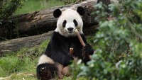 Kado XI Jinping untuk Trump: 2 Panda Raksasa