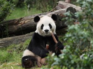 Ni Hao! Panda Baru Zoo Atlanta Fu Shuang Pamer Wajah Menggemaskan