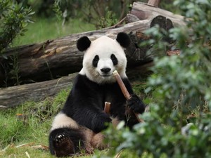 Video: 3 Panda Raksasa Rayakan Ultah Bareng di Shanghai dengan Kue Unik