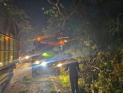 Bangun dari Tidur, Sopir Salah Injak Gas Bikin Truk Tabrak Pohon di Gilimanuk
