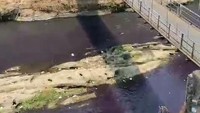 Saat Sungai Brantas Berubah Warna Jadi Ungu, Apa yang Terjadi?
